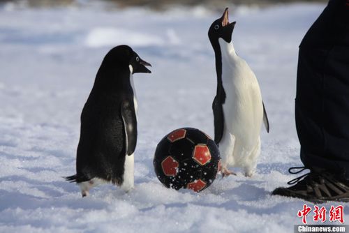 企鹅体育欧洲杯比分（企鹅足球比赛直播）